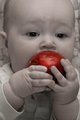 ~The First Apple~