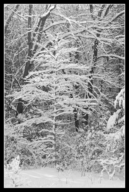 ~Snowy Morning~