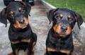 Curious Rottweiler