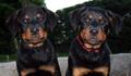 low key Rotty