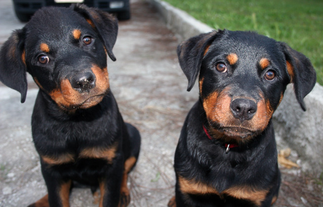 Curious Rottweiler