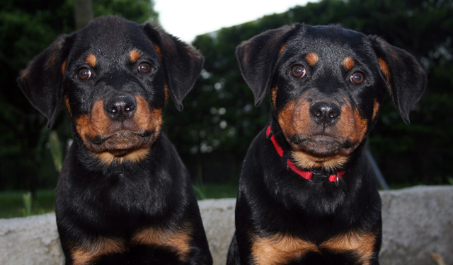 low key Rotty