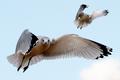two gulls .jpg