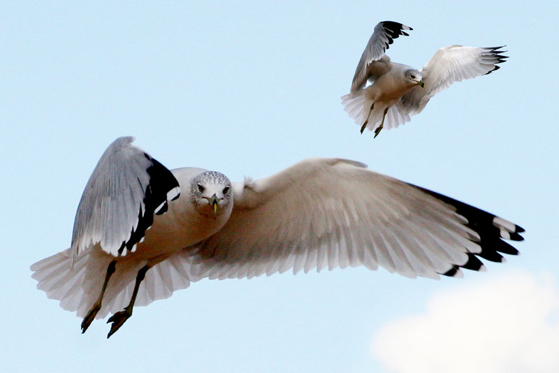 two gulls .jpg