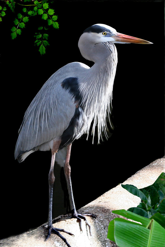 Blue Heron .jpg