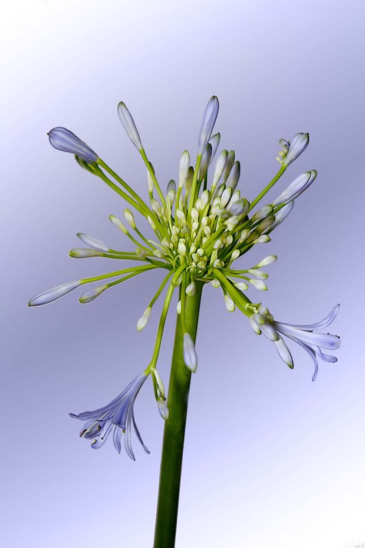 _MG_0231ISOLATED copy.jpg