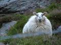 Baaaa