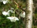 Powerscourt, Appleblossom