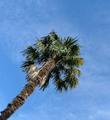 Powerscourt, Palm Tree