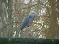 Heron