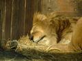 Cat Nap