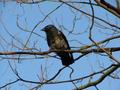 Crow
