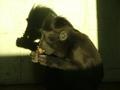 Monkey snacking