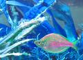 Fish Prexus
