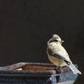 Birdy II