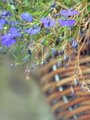 Blu Basket
