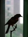 Silhouette