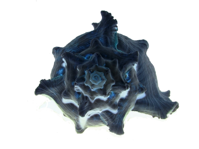 Inverted Shell