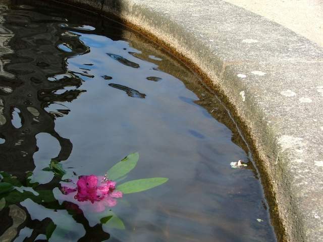 Powerscourt, Water Lily