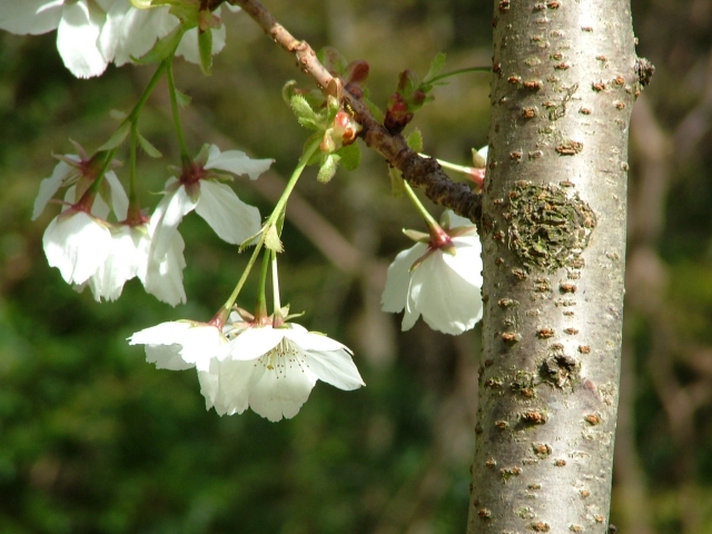 Powerscourt, Appleblossom