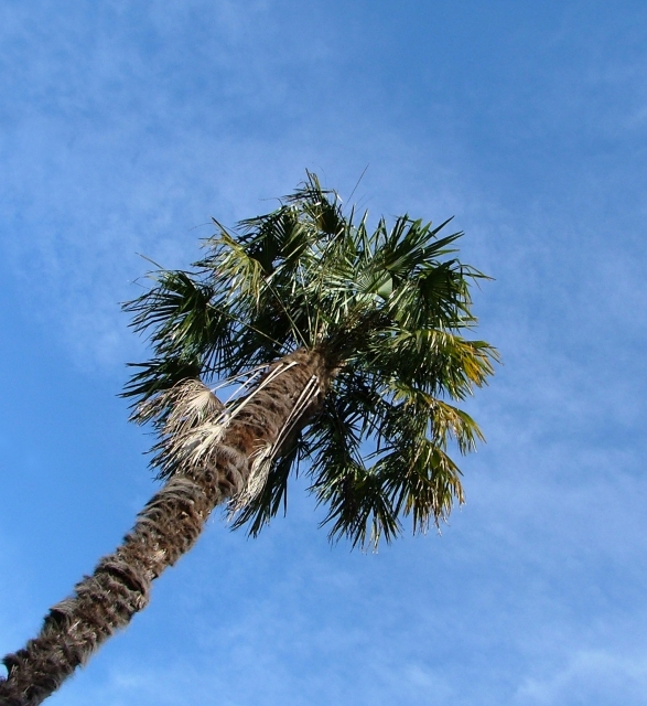 Powerscourt, Palm Tree