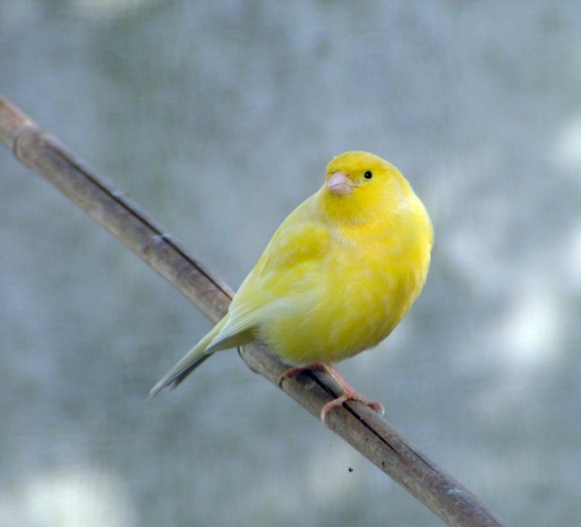 Canary