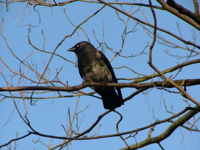 Crow