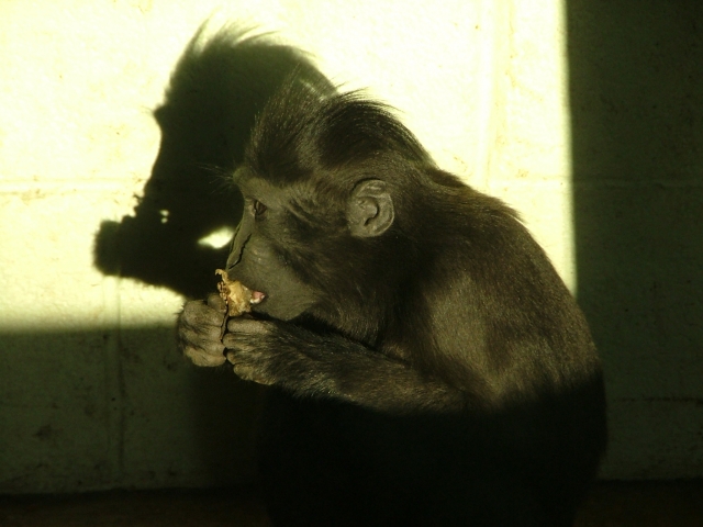 Monkey snacking