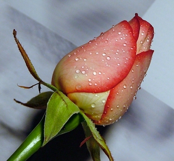 Colour Rosebud