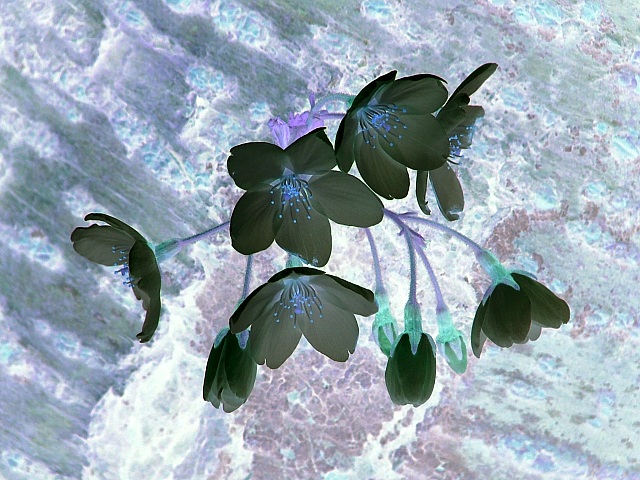 Cherry Blossom Inverted