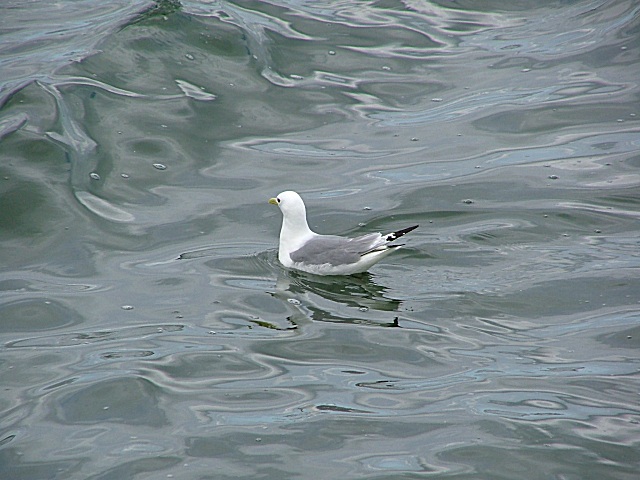 Out on the ocean