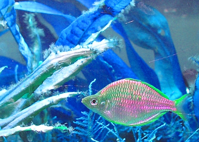Fish Prexus