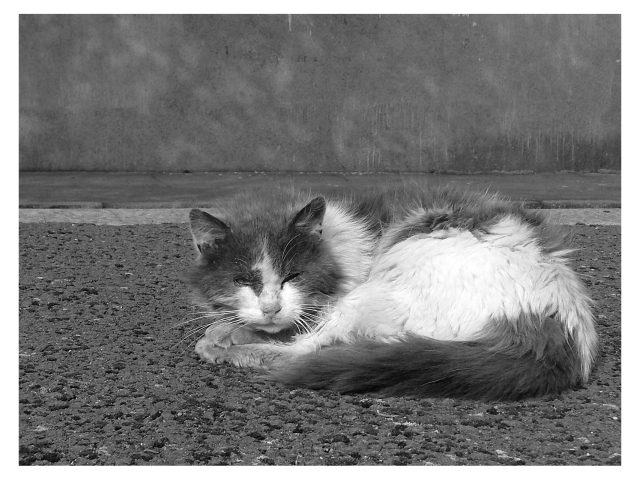 Old Kitty
