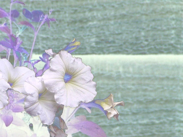 Petals