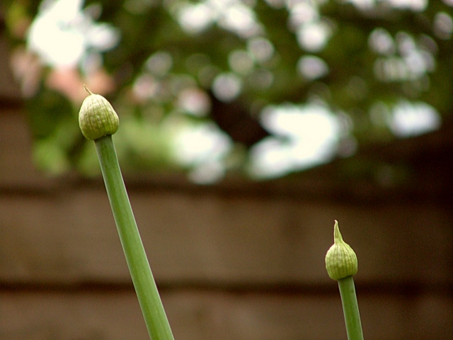 Onion