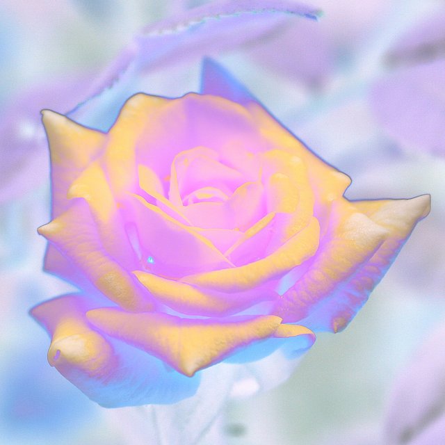 Digital Rose