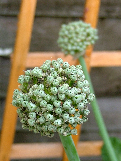 Onion II