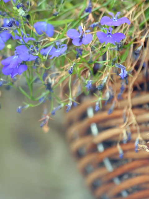 Blu Basket