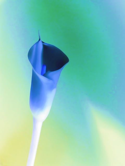 Lily II