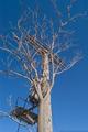 Tree & Telegraph Pole As One