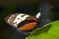 Longwing Butterfly (Side)
