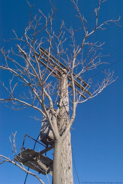 Tree & Telegraph Pole As One
