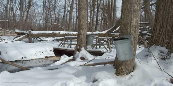 Michigan Sugar Maple Tapping