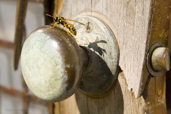 Yellow Jacket on a Door Handle