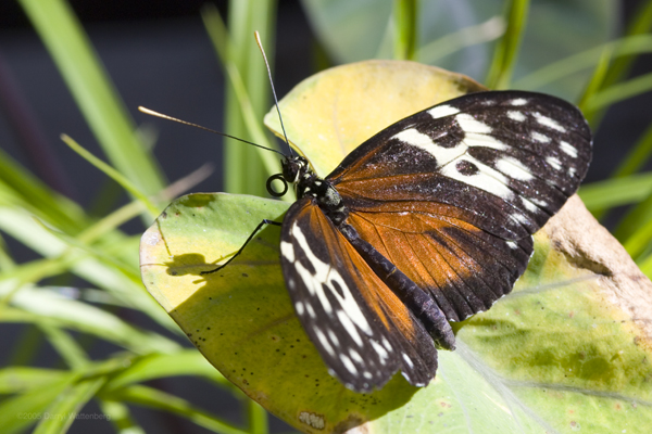 Longwing Butterfly (Top)