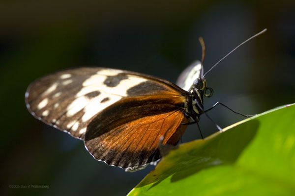 Longwing Butterfly (Side)
