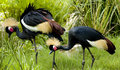 crownedcranes