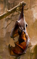 giantbat.jpg