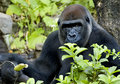 gorilla