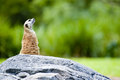 meerkat